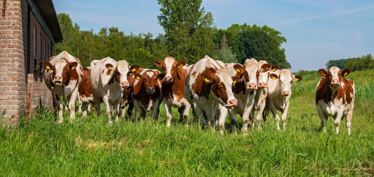 Analdex expresa su desacuerdo ante el anuncio de restricción a las exportaciones de carne bovina