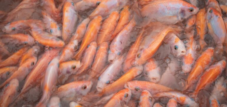 Exportaciones del sector pesquero colombiano crecen pese a aranceles en su principal mercado