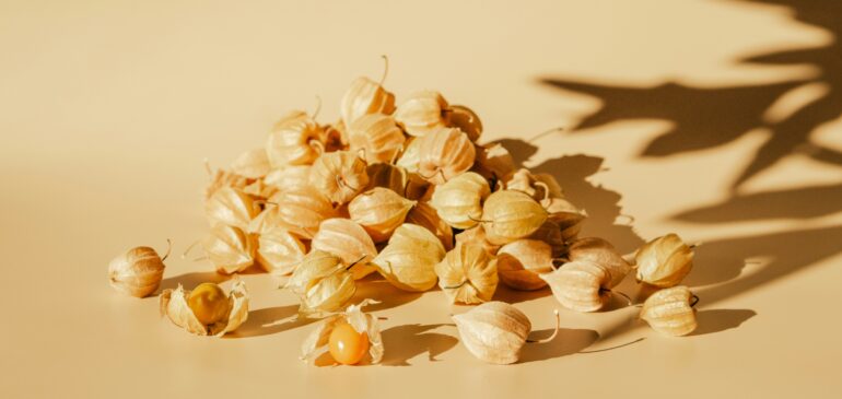 En 2026, exportaciones de uchuva buscan aumentar sus exportaciones